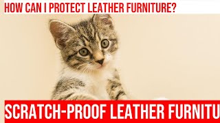 Stop Cat Scratching Leather Furniture: Easy Solutions! by Meow-sical America 63 views 4 months ago 5 minutes, 48 seconds