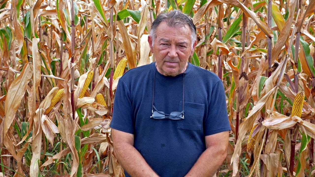 Zadovoljstvo PROIZVODJACA sa hibridom KUKURUZA PIONEER P0710 - U nasem ataru 1085