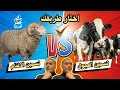 أهم مقارنة بين تسمين العجول وتسمين الاغنام دليلك الكامل