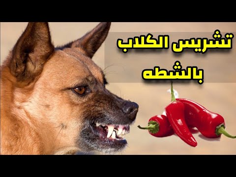 فيديو: الخصوبة المنتفخة في الكلاب