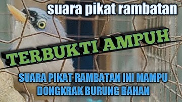 suara burung rambatan paruh merah @niko kicau