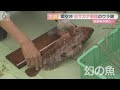 【&ldquo;魚が住めない&rdquo;は昔】大阪湾に幻の高級魚・・・約200種類の「お魚天国」に 改善させたのは&rdquo;空港建設&rdquo;!?
