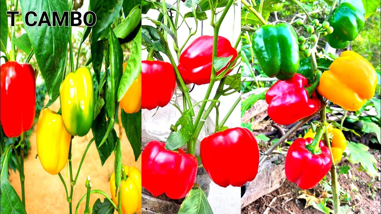 Great idea grafting bell peppers with eggplant tree to get more fruit