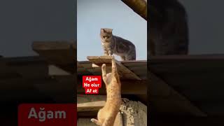 Malkoçoğlu ve antuan  beğenir misiniz 🥰🫠 #keşfet #cat #short #shorts #trending -#cat