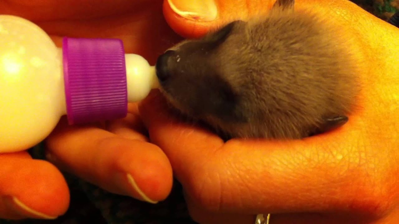 Baby raccoon gets bottlefed YouTube