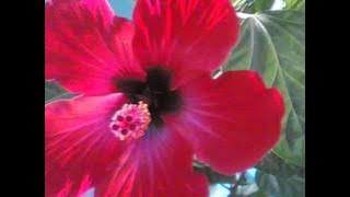 Mayer Paye Joba Hoye. Shyama Sangeet by Kumar Sanu.