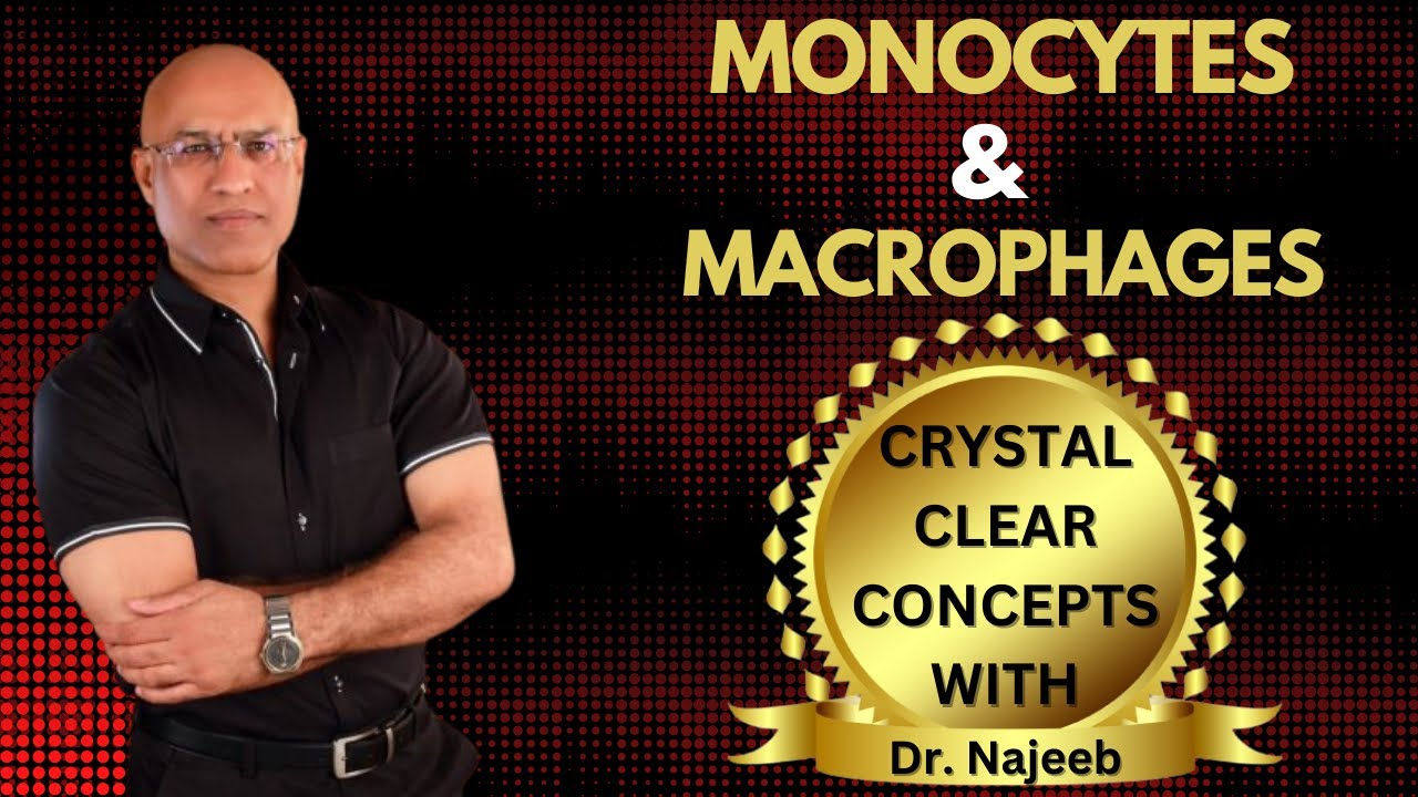 Monocytes and Macrophages (Microglia, Kupffer Cell, Langerhans Cells and Mesangial Cell)