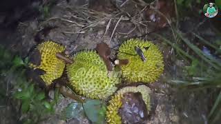 Menunggu Buah Durian Jatuh Malam Hari