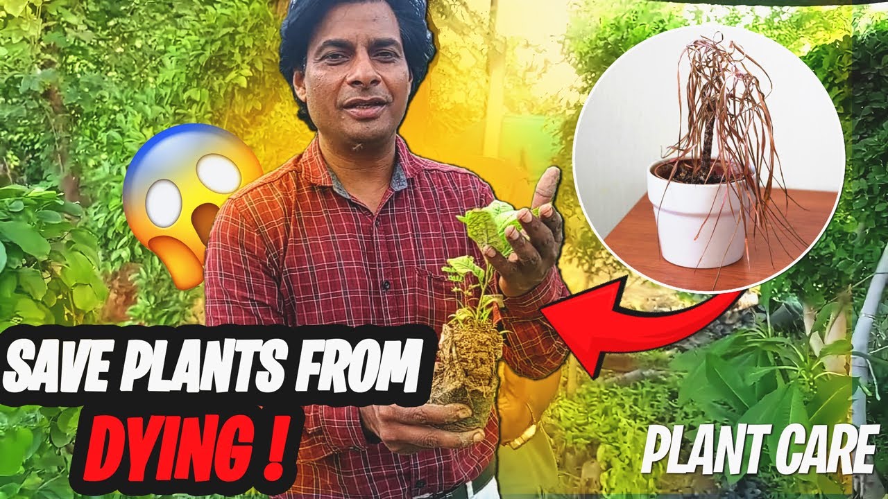 पौधे मरने पर भी जिंदा कैसे होते हैं?अचानक मरते हुए पौधे को जिंदा कैसे करें इन तरीकों से |