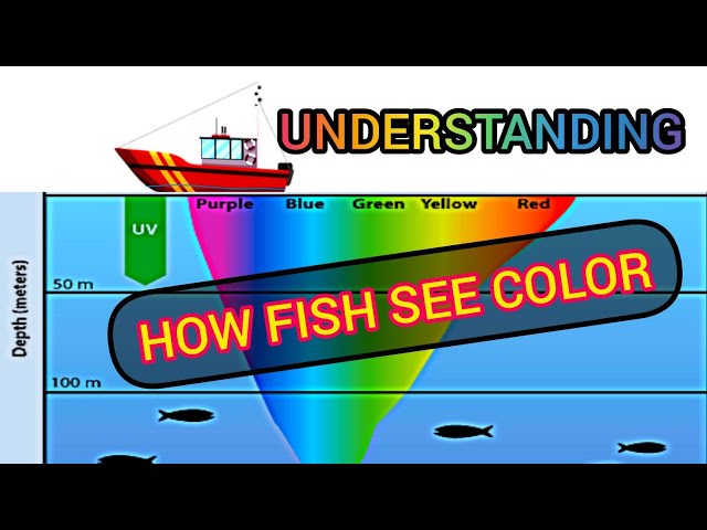 Why Color Matters When Fishing 