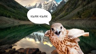 Кречет и всё что нужно знать об этой птице