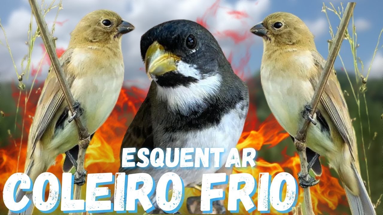 Esquentar coleiro com Piado de fêmea de coleiro e coleiro tui tui  cantando Esquentar coleiro tui