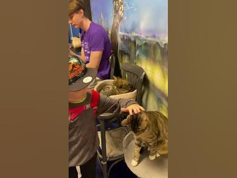 #питер #котокафе #дети #благотворительность - YouTube