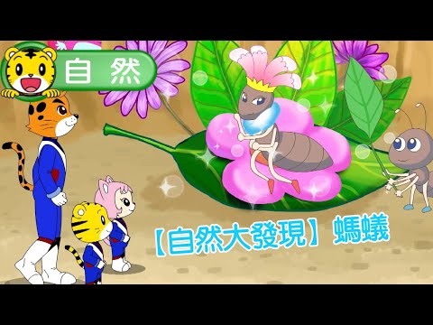 2025年2月號成長版【自然大發現】螞蟻