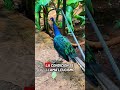 Datos Curiosos "Pavo Real" #animales #datoscuriosos #elmundodejoseph #aventura