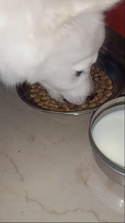 Drools dog food #trendingshorts #drools #pomeranian