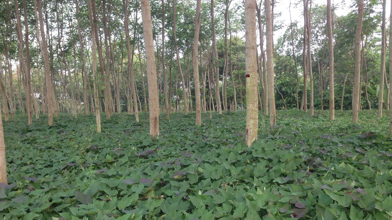 Pemanfaatan lahan di bawah pohon sengon