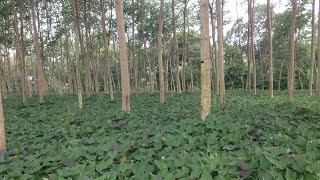 Pemanfaatan Lahan Di Bawah Pohon Sengon