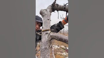 Cherry Tree Pruning: The Secret to Bigger & Sweeter Cherries!#satisfyingvideo #pruning #shorts