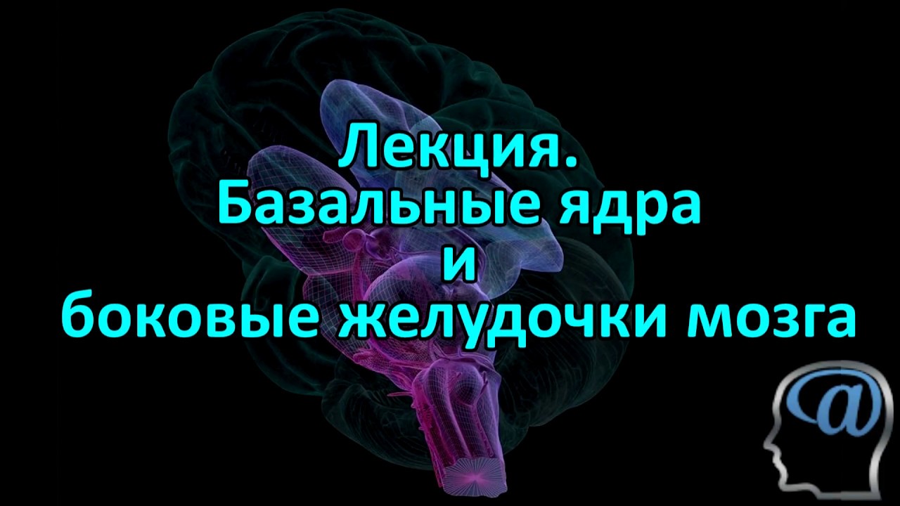 Функциональная анатомия ядерных субстанций головного мозга. Желудочки головного мозга. Лекция о работе мозга. Телэнцефалон. Лекции мозг слушать