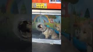 Camionero le armó casitas a sus mascotas para que lo acompañen en sus viajes