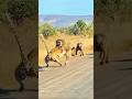 Heroic Alpha Baboon Saves His Group From a Leopard