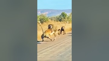 Baboon Alfa Heroik Menyelamatkan Kelompoknya dari Macan Tutul