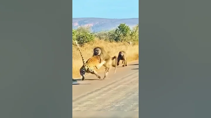 Heroic Alpha Baboon Saves His Group From a Leopard