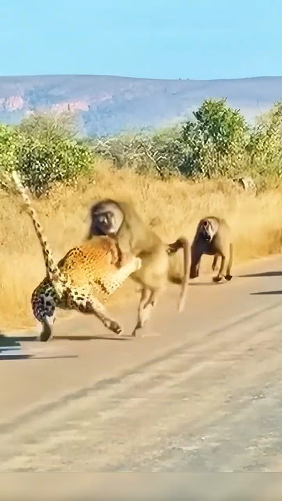 Baboon Alfa Heroik Menyelamatkan Kelompoknya dari Macan Tutul