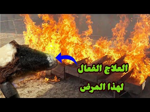 أفضل علاج للقراع أو الكجل القوباء عند الاغنام والماعز والأبقار