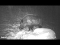 wild boar in Dardamty Hunting area