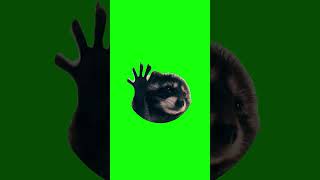 Pedro Raccoon | Green Screen