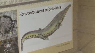 Newly-discovered ancient New Mexico creature on display