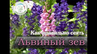 Как правильно посеять цветы львиный зев. Посев семян львиного зева на рассаду.