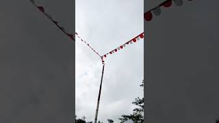 MERPATI FF DIVING DI KOLONG #merpatifreefly #pigeon #merpatiplayer #burung
