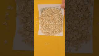cyanotype with portage oats #cyanotype #cyanotypes #cyanotypeprint #cyanotypeprocess #sunprint