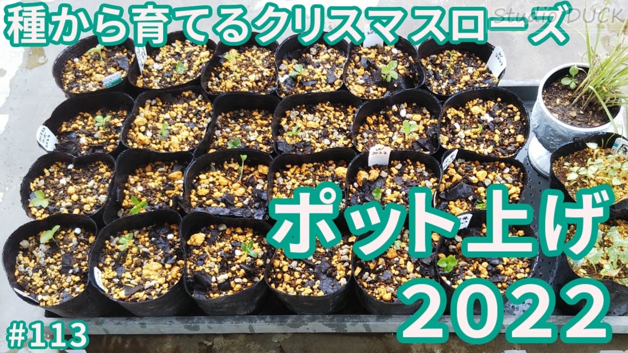 月っ子　クリスマスローズ　種子 クリスマスローズの種まき】種子の採取方法や、保存の仕方は？