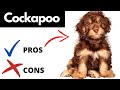 Cockapoo Pros And Cons | The Good AND The Bad!!