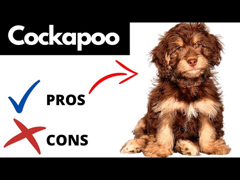 Video: En lista över fördelar och nackdelar med Cockapoos, Shepadoodles och andra Poodle Hybrids