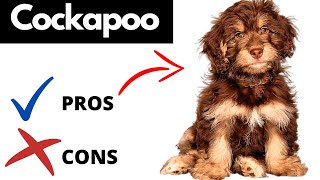 Cockapoo Pros And Cons | Should You REALLY Get A COCKAPOO?