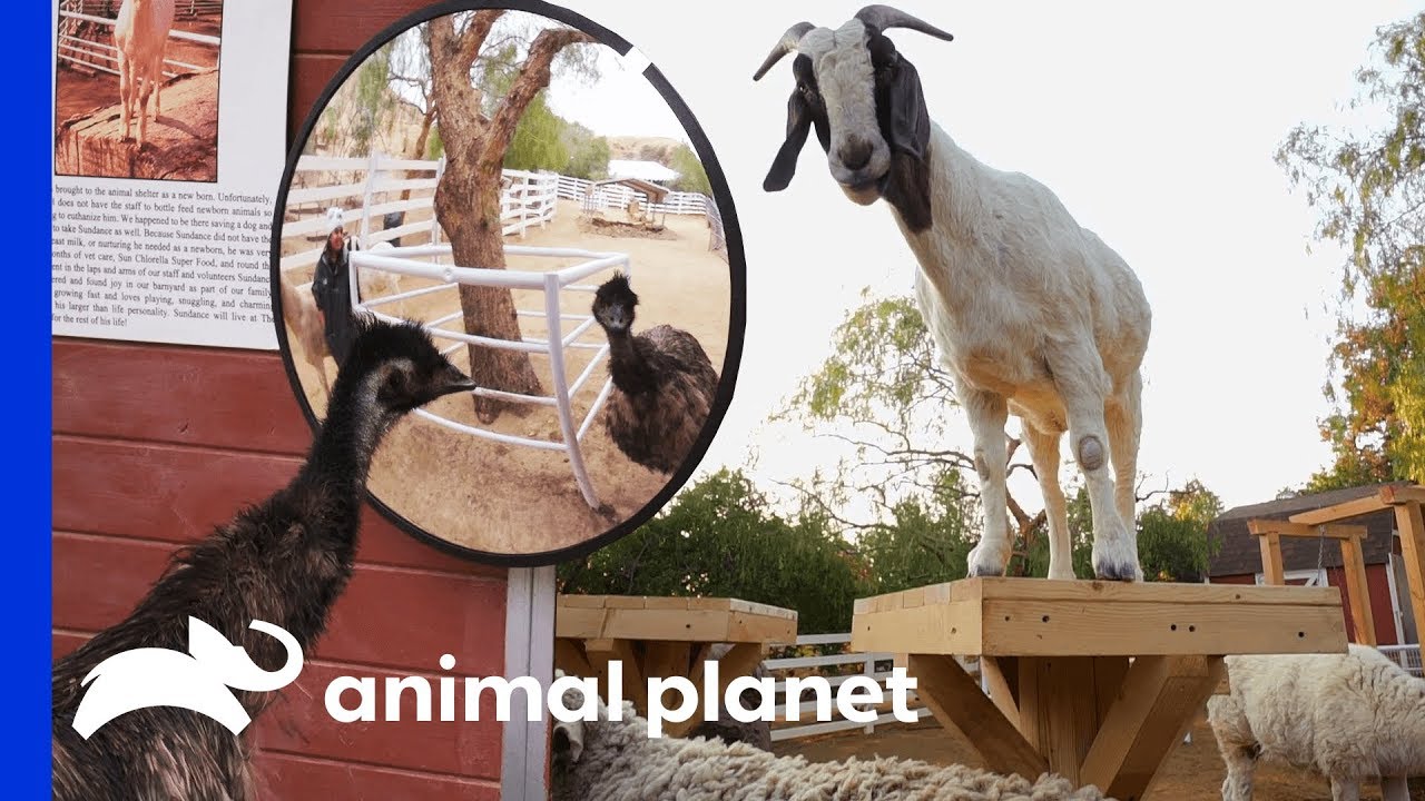 Tranquil Farm Gets Turned Into Extra Fun Animal Playground Animal