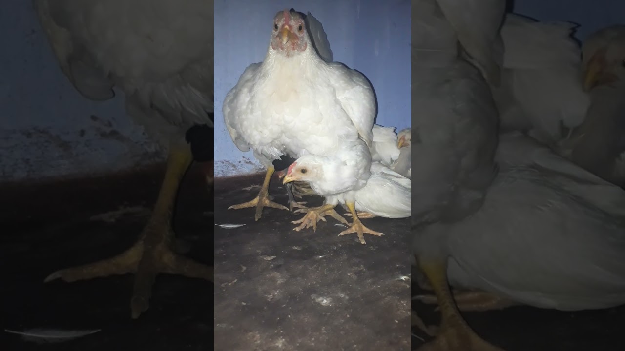 Hen and hen her baby #animals #birds