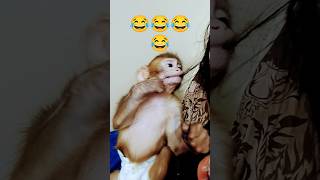 #ytshortsvideo #monkeyfunnyvideo #monkeyvideos