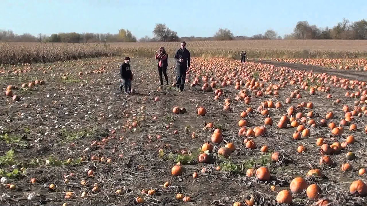 Ethan in pumpkin patch millers farm