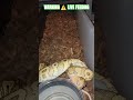 WARNING ⚠️ LIVE FEEDING #warning #live #feed #feeding #livefeed #ballpython #reptiles #wildlife #bp