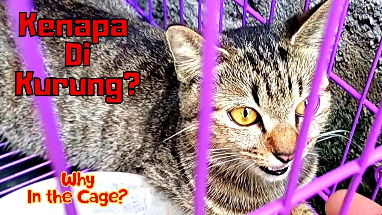 Kucing Lucu Tuxedo Ternyata Cemburu Cute Tuxedo Cat Really Jealous