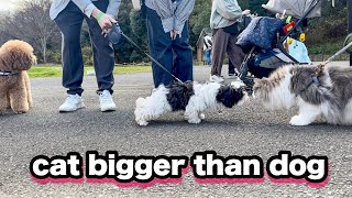 [Norwegian Forest Cat] The big cats joined the dog rally