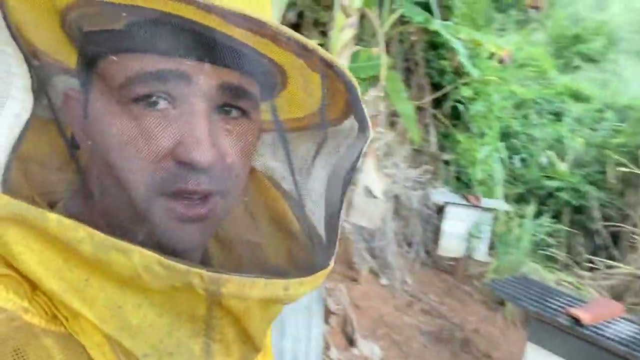 🟡 COMO FAZER AS ABELHAS Construir FAVO DE MEL DENTRO DO POTE DE VIDRO