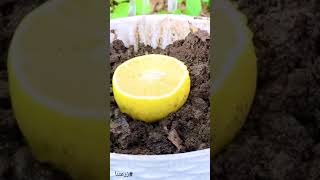 كيفية زراعة الليمون في المنزل بكل سهولة