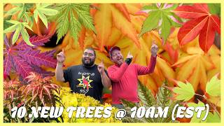 Rare Snowflake Japanese Maple and Some Golden Globes: Today's 10@10 MrMaple.com